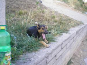 Прикачена снимка