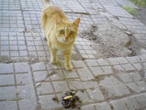 Прикачена снимка