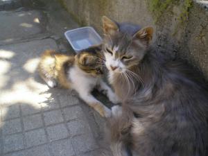 Прикачена снимка