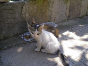Прикачена снимка