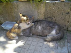 Прикачена снимка
