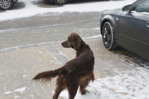 Прикачена снимка