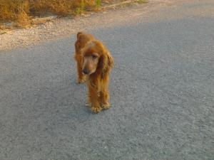 Прикачена снимка