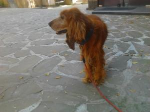 Прикачена снимка