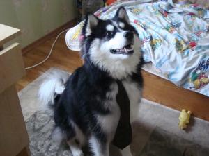 Прикачена снимка
