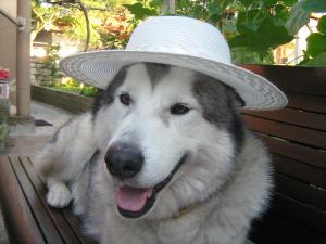 Прикачена снимка
