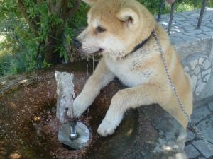 Прикачена снимка