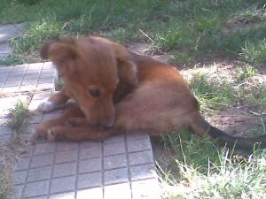 Прикачена снимка