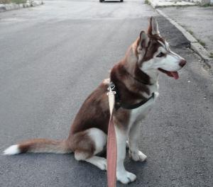 Прикачена снимка