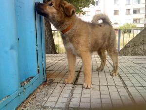 Прикачена снимка