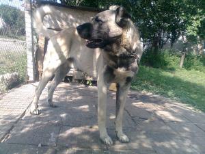 Прикачена снимка