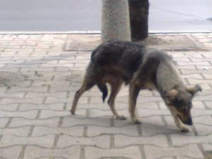 Прикачена снимка