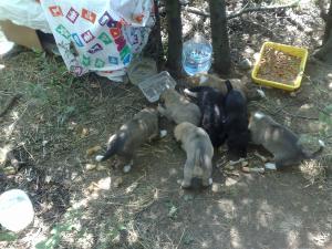 Прикачена снимка