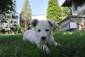 Прикачена снимка