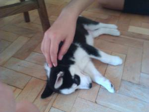 Прикачена снимка