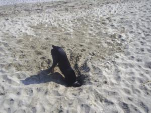 Прикачена снимка