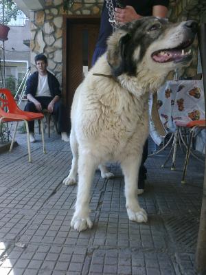 Прикачена снимка