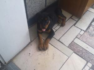 Прикачена снимка