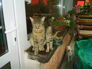 Прикачена снимка