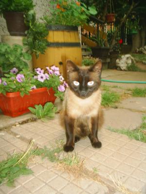 Прикачена снимка