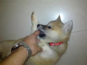Прикачена снимка