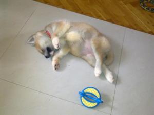 Прикачена снимка