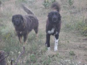 Прикачена снимка