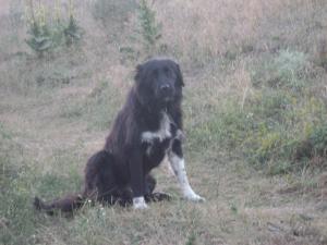 Прикачена снимка