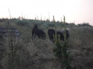 Прикачена снимка