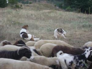 Прикачена снимка