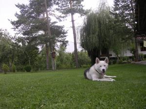 Прикачена снимка