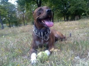 Прикачена снимка