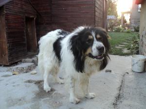Прикачена снимка