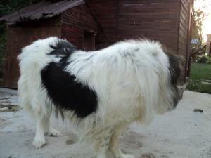Прикачена снимка