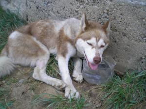 Прикачена снимка