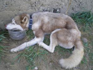 Прикачена снимка