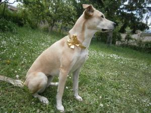 Прикачена снимка