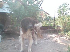 Прикачена снимка