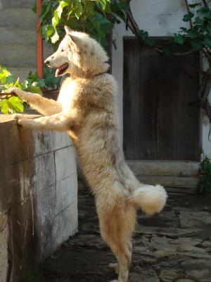 Прикачена снимка