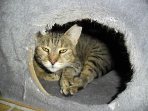 Прикачена снимка