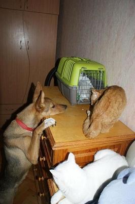 Прикачена снимка