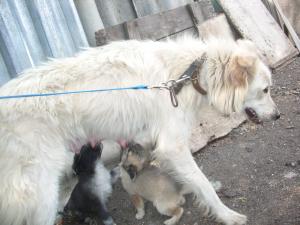 Прикачена снимка