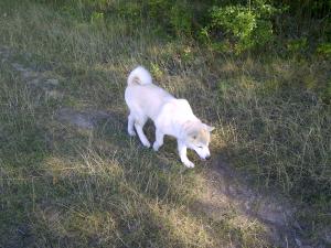 Прикачена снимка