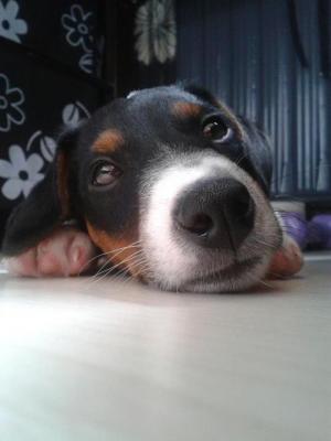 Прикачена снимка
