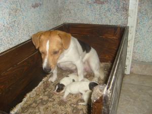Прикачена снимка