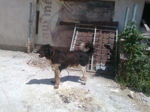 Прикачена снимка