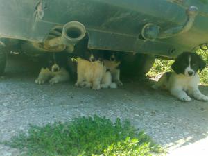 Прикачена снимка
