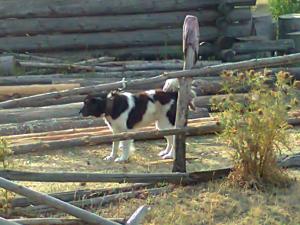 Прикачена снимка