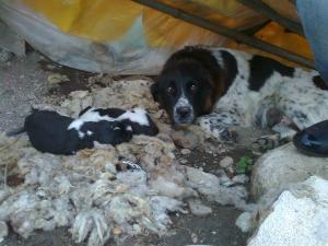 Прикачена снимка