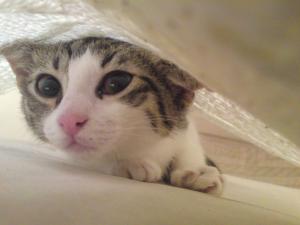 Прикачена снимка
